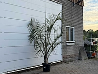 [zeldzaam] driehoekspalm - dypsis decaryi - hoogte ca. 250 cm - afbeelding 3 van  3