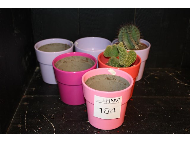 Zes bloemenpotjes waarvan twee met cactus, hoogte 13 cm. - afbeelding 1 van  2