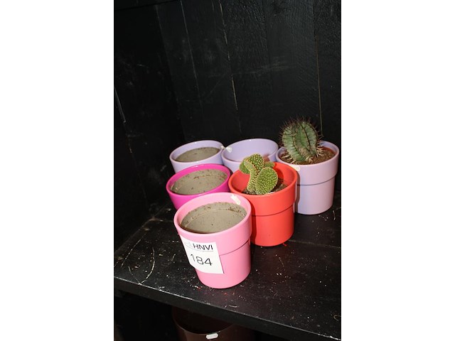 Zes bloemenpotjes waarvan twee met cactus, hoogte 13 cm. - afbeelding 2 van  2
