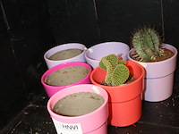 Zes bloemenpotjes waarvan twee met cactus, hoogte 13 cm. - afbeelding 2 van  2