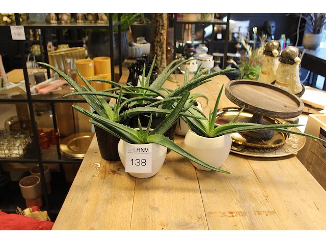 Zeven aloe vera planten in potjes. - afbeelding 1 van  2