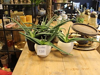 Zeven aloe vera planten in potjes. - afbeelding 1 van  2