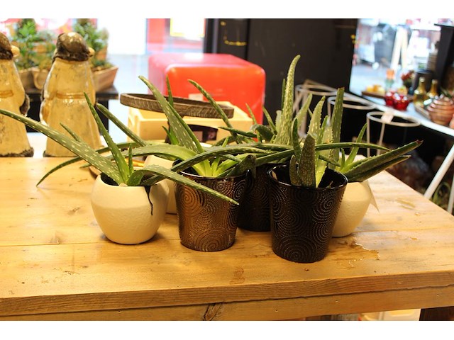 Zeven aloe vera planten in potjes. - afbeelding 2 van  2