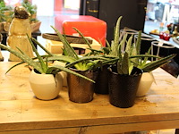 Zeven aloe vera planten in potjes. - afbeelding 2 van  2