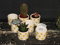 Zeven smiley potjes doorsnede 7 cm. - afbeelding 1 van  2