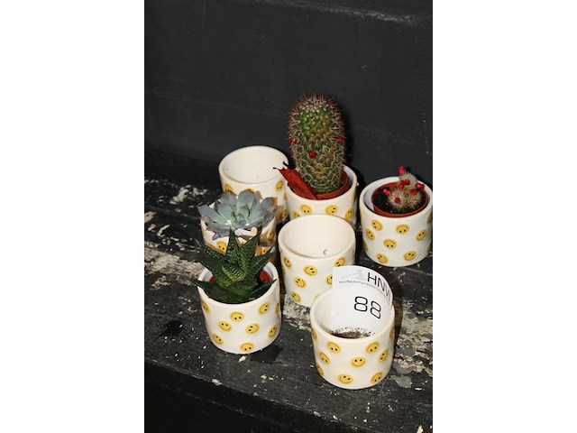 Zeven smiley potjes doorsnede 7 cm. - afbeelding 2 van  2