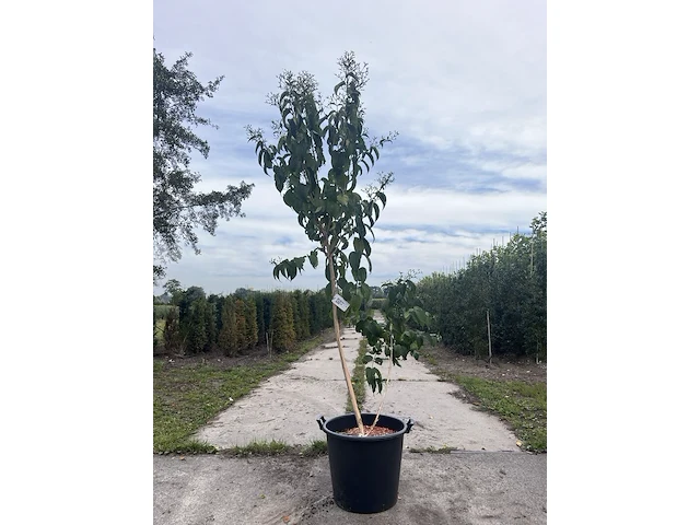 Zevenzonenboom, heptacodium miconioides, meerstammig, ca. 175-200 cm hoog - afbeelding 1 van  2