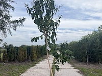 Zevenzonenboom, heptacodium miconioides, meerstammig, ca. 175-200 cm hoog