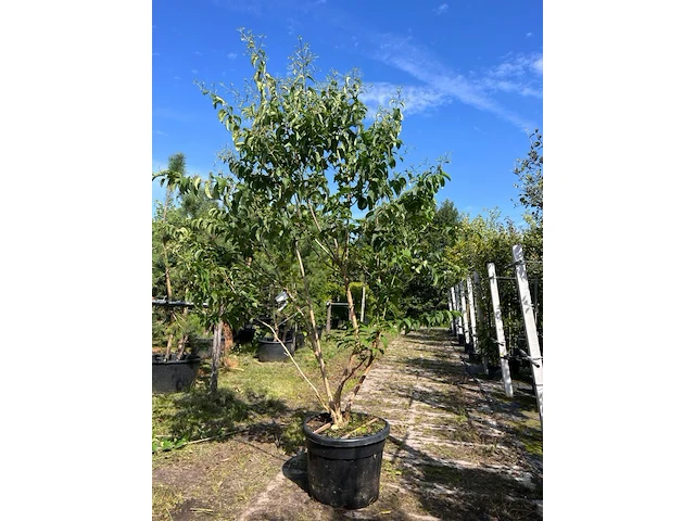 Zevenzonenboom, heptacodium miconioides, meerstammig, witte/rode bloei, ca. 200-250 cm hoog - afbeelding 1 van  2
