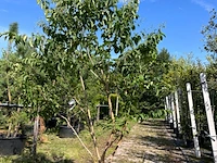 Zevenzonenboom, heptacodium miconioides, meerstammig, witte/rode bloei, ca. 200-250 cm hoog