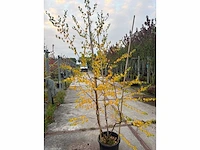 Zilverberk - park tree
