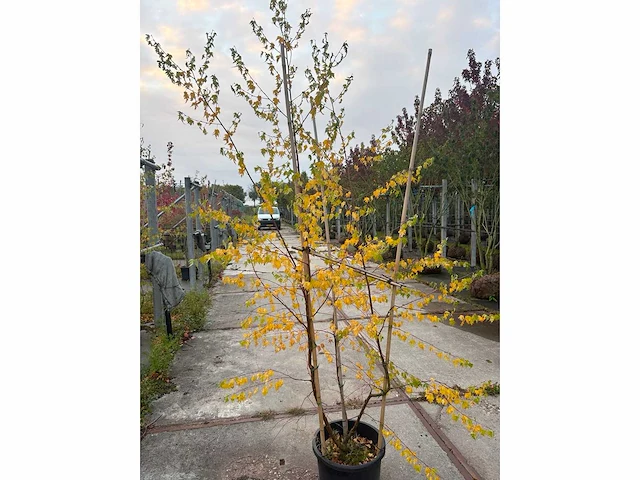 Zilverberk - park tree - afbeelding 1 van  1