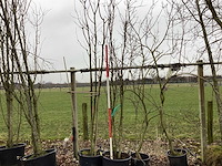 Zoete kers - meerstammige boom - afbeelding 1 van  2