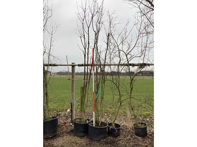 Zoete kers - meerstammige boom - afbeelding 2 van  2