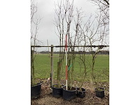 Zoete kers - meerstammige boom - afbeelding 2 van  2