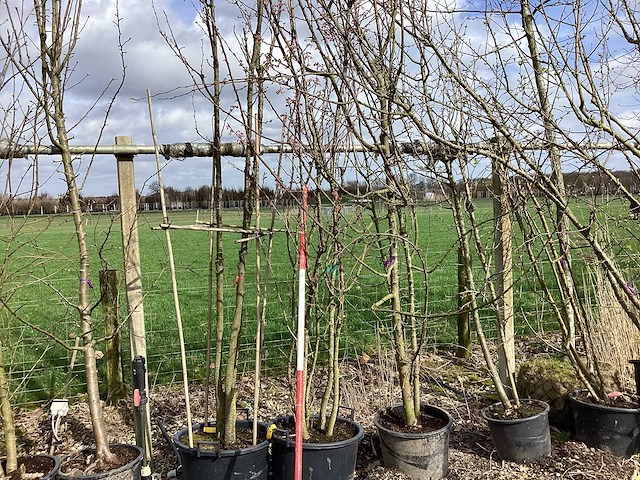 Zoete kers - meerstammige boom - afbeelding 1 van  2