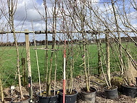 Zoete kers - meerstammige boom - afbeelding 1 van  2