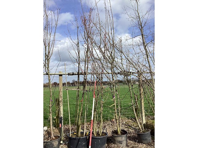 Zoete kers - meerstammige boom - afbeelding 2 van  2