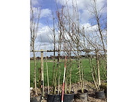 Zoete kers - meerstammige boom - afbeelding 2 van  2