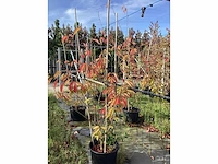 Zoete kers - meerstammige boom