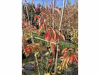 Zoete kers - meerstammige boom - afbeelding 2 van  2