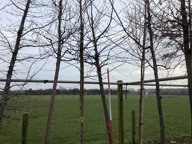 Zoete kers - sierboom - afbeelding 1 van  2