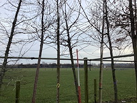 Zoete kers - sierboom