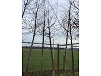 Zoete kers - sierboom - afbeelding 2 van  2