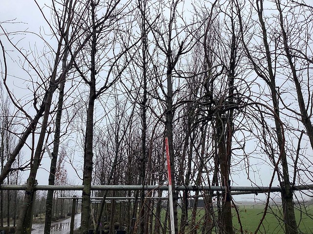 Zoete kers - sierboom - afbeelding 1 van  3