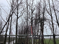 Zoete kers - sierboom - afbeelding 1 van  3