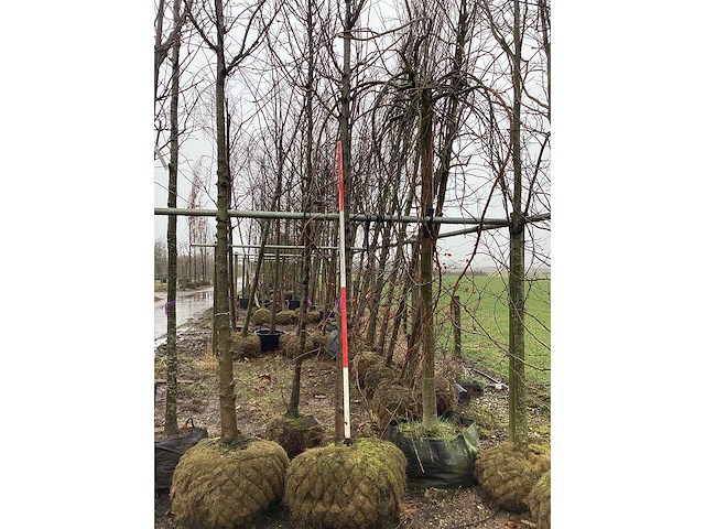 Zoete kers - sierboom - afbeelding 2 van  3
