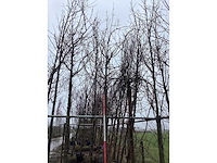 Zoete kers - sierboom - afbeelding 3 van  3