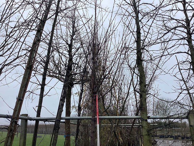 Zoete kers - sierboom - afbeelding 1 van  2