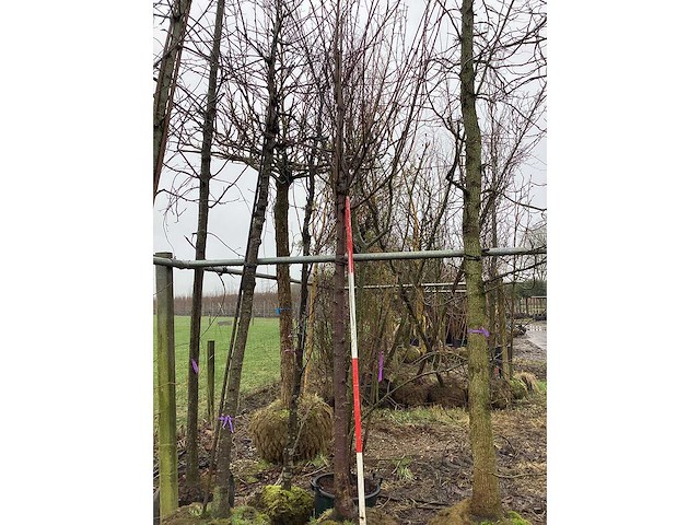 Zoete kers - sierboom - afbeelding 2 van  2