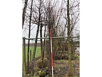 Zoete kers - sierboom - afbeelding 2 van  2