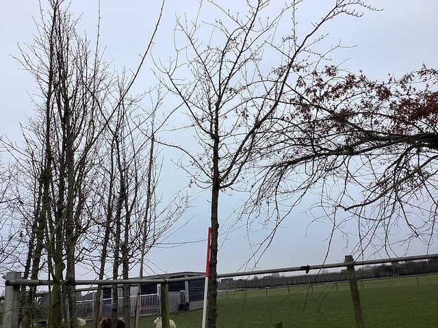 Zoete kers - sierboom - afbeelding 1 van  3