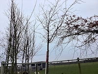 Zoete kers - sierboom