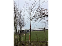 Zoete kers - sierboom - afbeelding 2 van  3