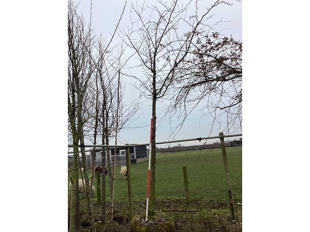 Zoete kers - sierboom - afbeelding 3 van  3