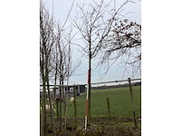 Zoete kers - sierboom - afbeelding 3 van  3