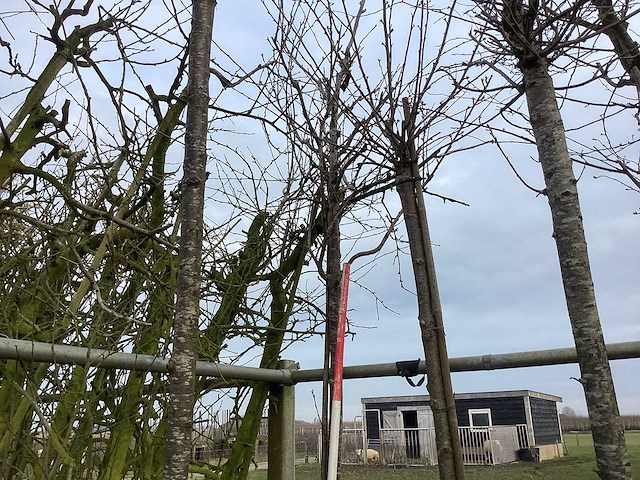 Zoete kers - sierboom - afbeelding 2 van  2