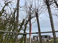 Zoete kers - sierboom