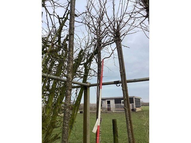 Zoete kers - sierboom - afbeelding 1 van  2
