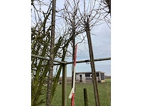 Zoete kers - sierboom - afbeelding 1 van  2