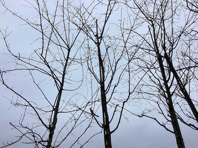 Zoete kers - sierboom - afbeelding 1 van  2