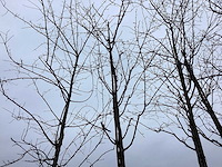 Zoete kers - sierboom - afbeelding 1 van  2