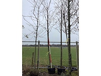 Zoete kers - sierboom - afbeelding 2 van  2