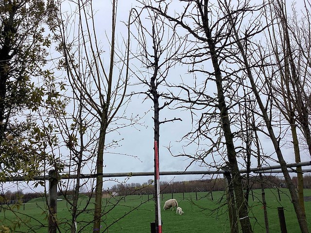 Zoete kers - sierboom - afbeelding 1 van  2