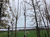 Zoete kers - sierboom - afbeelding 1 van  2