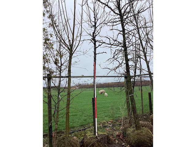 Zoete kers - sierboom - afbeelding 2 van  2